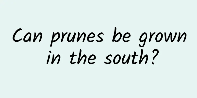 Can prunes be grown in the south?