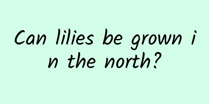 Can lilies be grown in the north?
