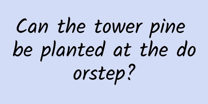 Can the tower pine be planted at the doorstep?
