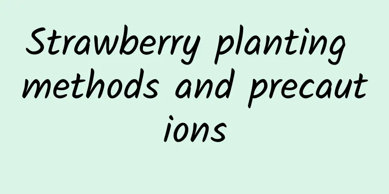 Strawberry planting methods and precautions