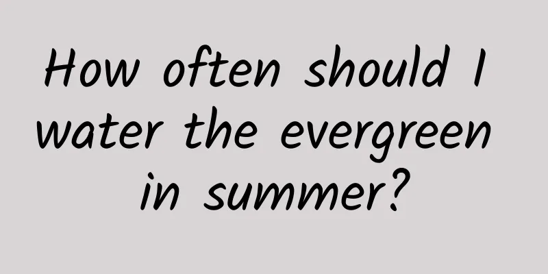 How often should I water the evergreen in summer?