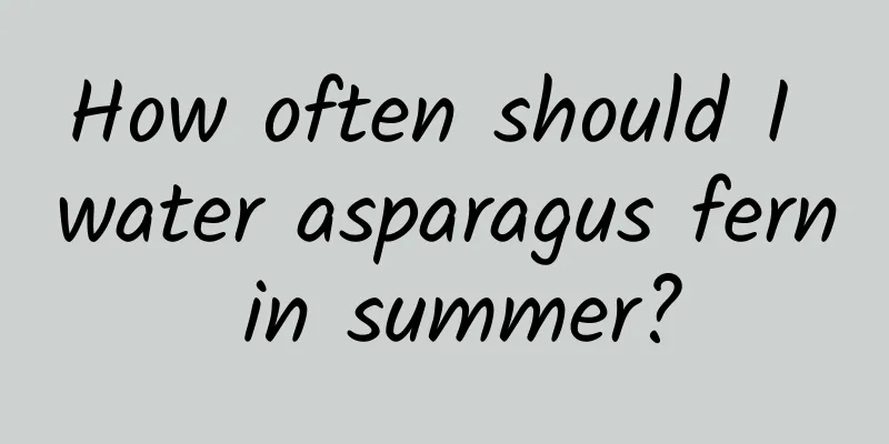 How often should I water asparagus fern in summer?