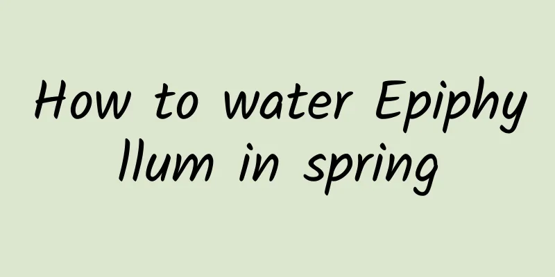 How to water Epiphyllum in spring