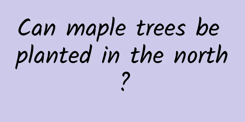 Can maple trees be planted in the north?