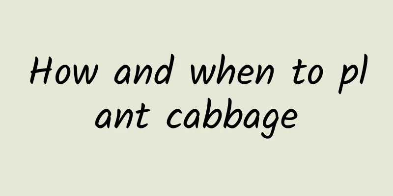 How and when to plant cabbage