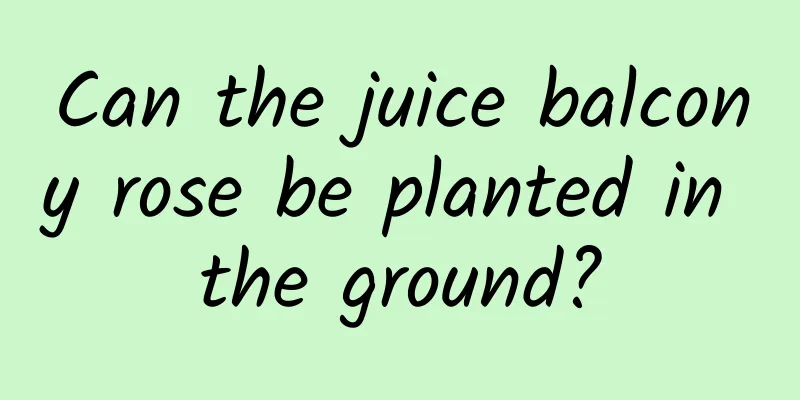 Can the juice balcony rose be planted in the ground?