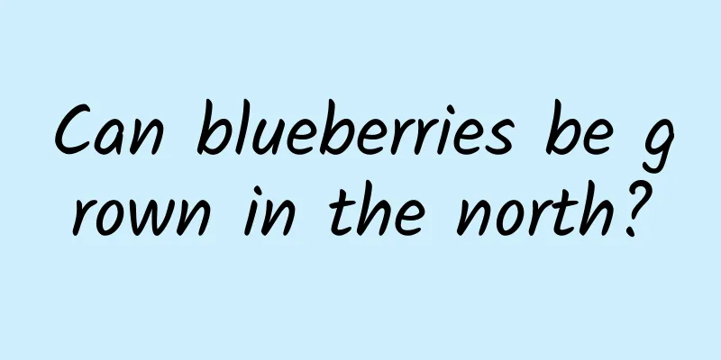 Can blueberries be grown in the north?