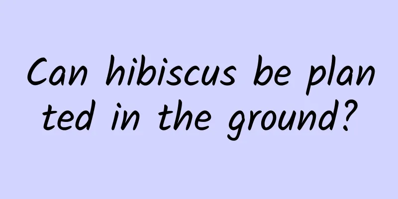 Can hibiscus be planted in the ground?