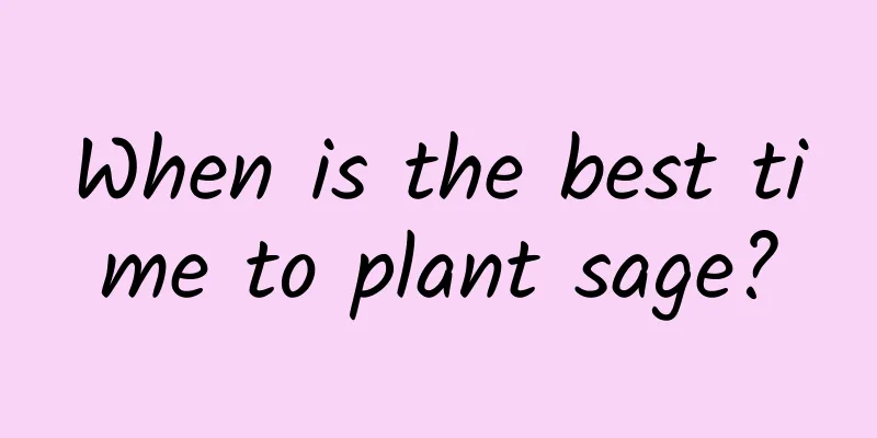 When is the best time to plant sage?