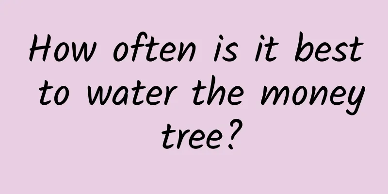 How often is it best to water the money tree?