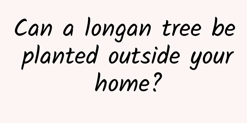Can a longan tree be planted outside your home?