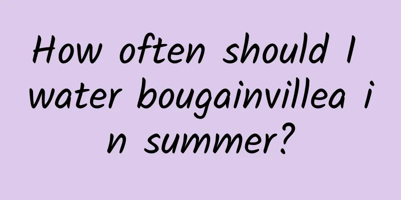 How often should I water bougainvillea in summer?