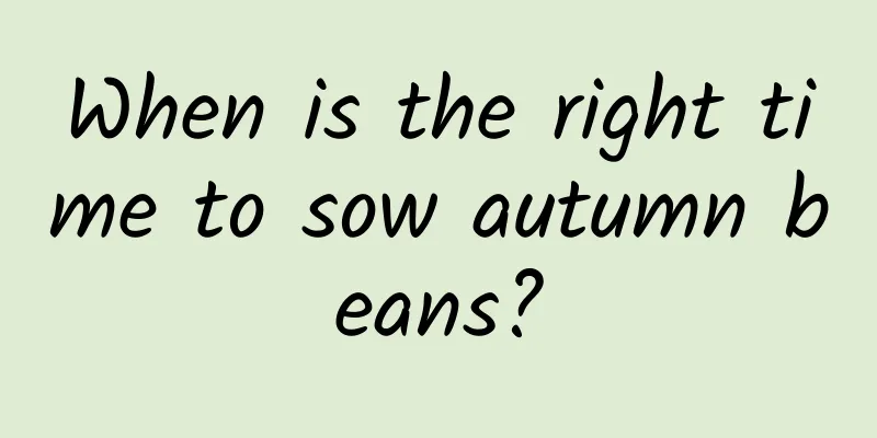 When is the right time to sow autumn beans?