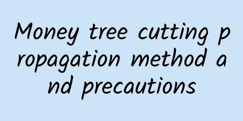 Money tree cutting propagation method and precautions
