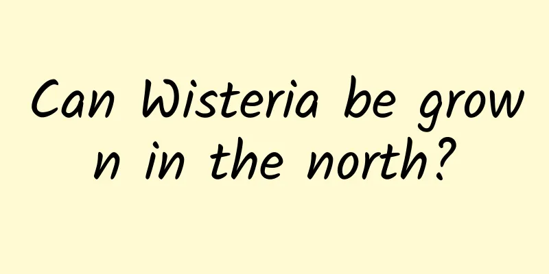 Can Wisteria be grown in the north?