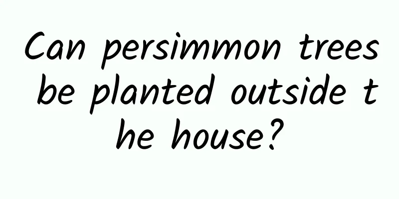 Can persimmon trees be planted outside the house?