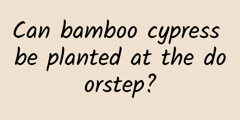 Can bamboo cypress be planted at the doorstep?