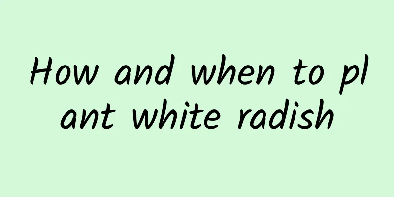 How and when to plant white radish
