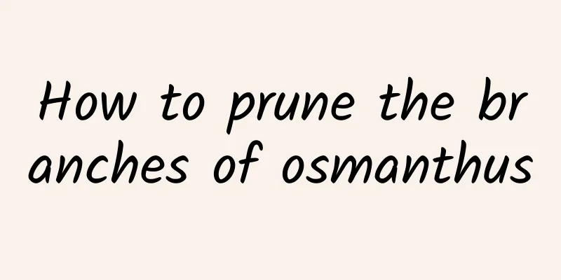 How to prune the branches of osmanthus