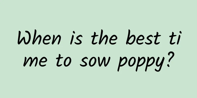 When is the best time to sow poppy?