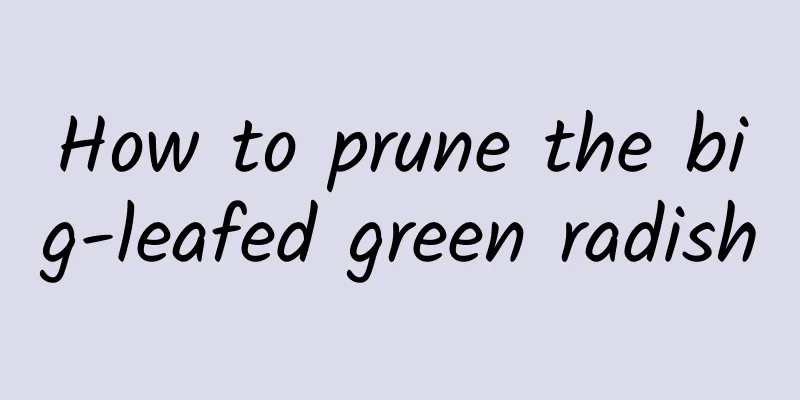 How to prune the big-leafed green radish
