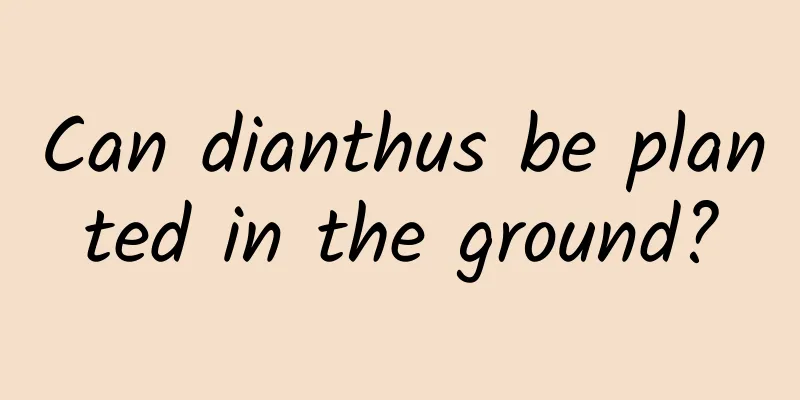 Can dianthus be planted in the ground?