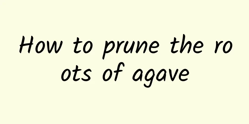 How to prune the roots of agave