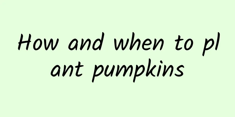 How and when to plant pumpkins