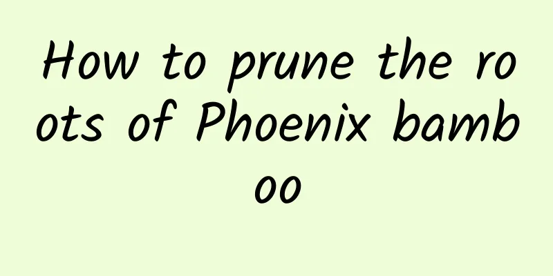 How to prune the roots of Phoenix bamboo
