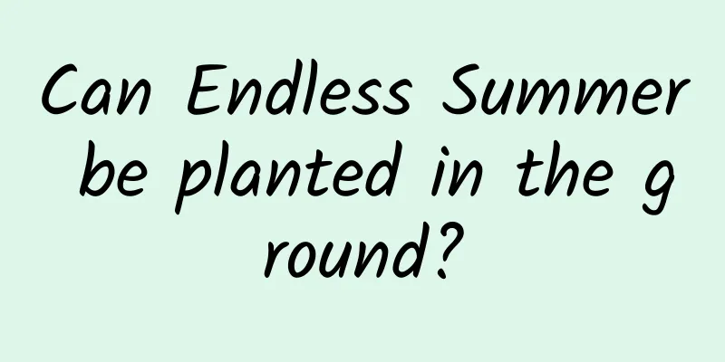 Can Endless Summer be planted in the ground?