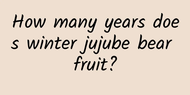 How many years does winter jujube bear fruit?