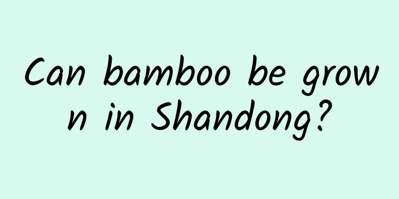 Can bamboo be grown in Shandong?