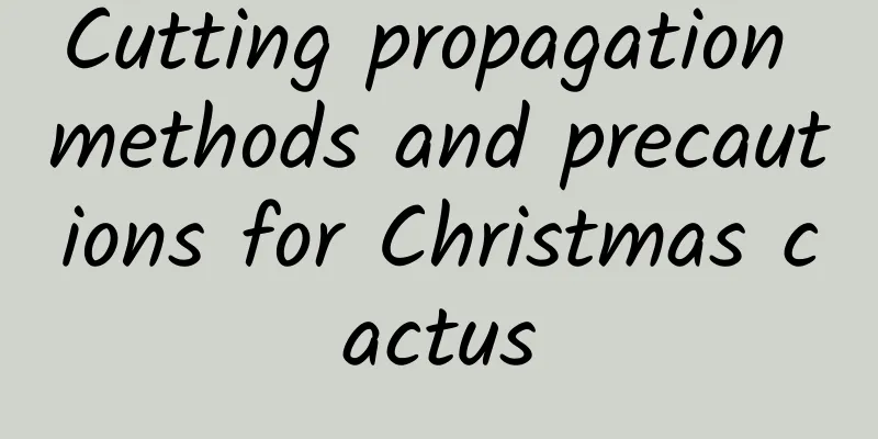 Cutting propagation methods and precautions for Christmas cactus