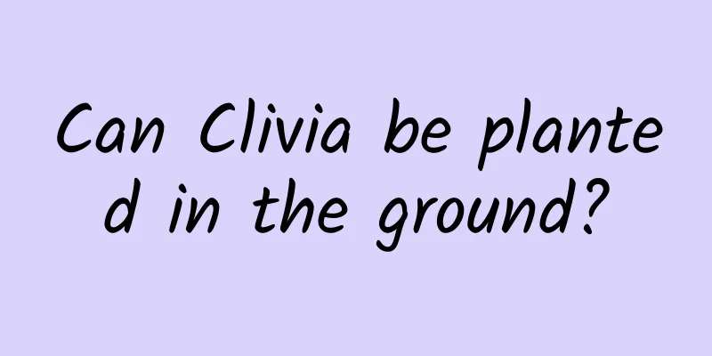 Can Clivia be planted in the ground?