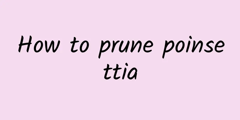 How to prune poinsettia