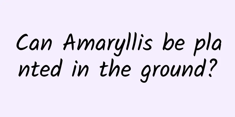 Can Amaryllis be planted in the ground?