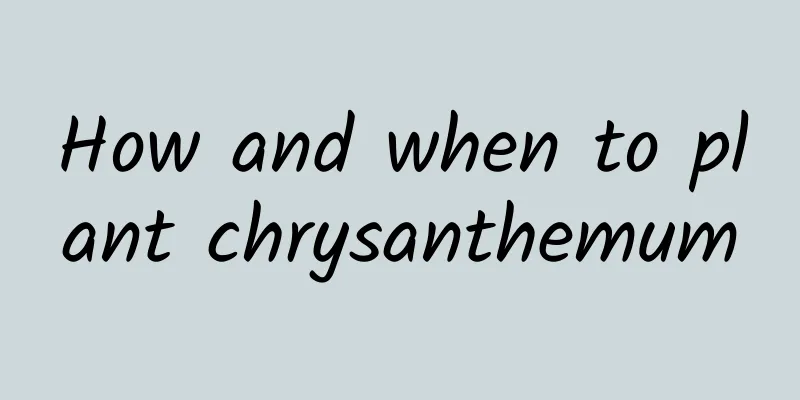 How and when to plant chrysanthemum