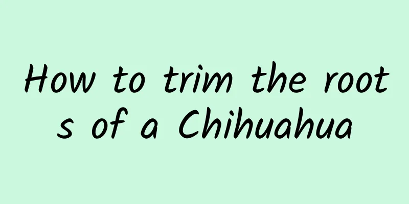 How to trim the roots of a Chihuahua