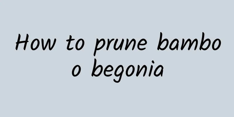How to prune bamboo begonia