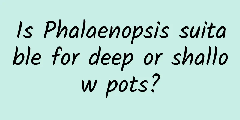 Is Phalaenopsis suitable for deep or shallow pots?