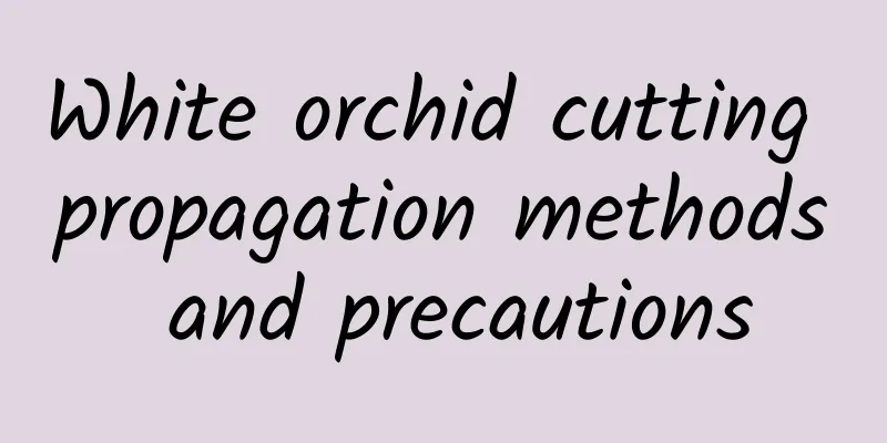 White orchid cutting propagation methods and precautions
