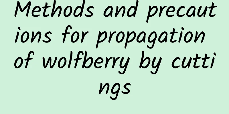 Methods and precautions for propagation of wolfberry by cuttings