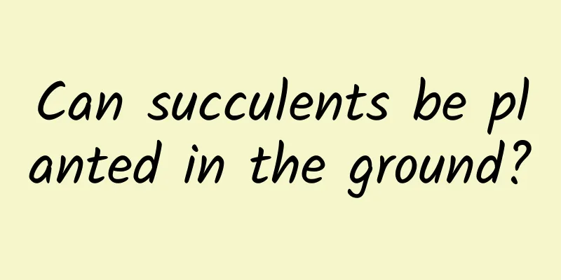 Can succulents be planted in the ground?
