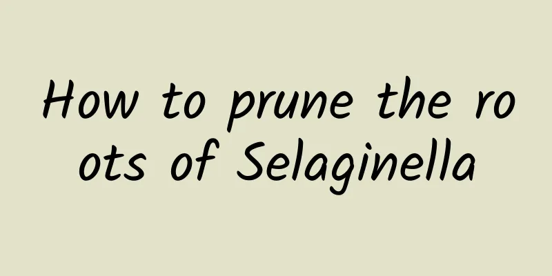 How to prune the roots of Selaginella