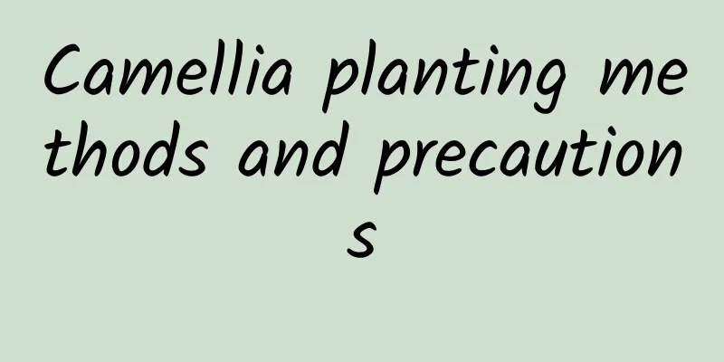 Camellia planting methods and precautions