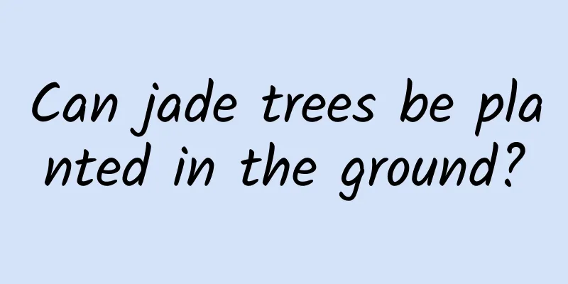 Can jade trees be planted in the ground?