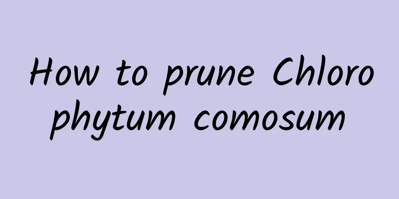 How to prune Chlorophytum comosum