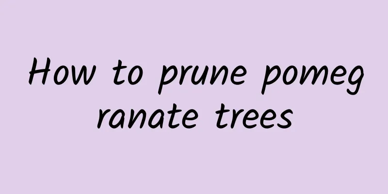 How to prune pomegranate trees