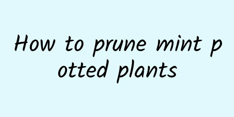 How to prune mint potted plants
