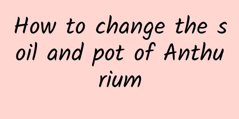 How to change the soil and pot of Anthurium